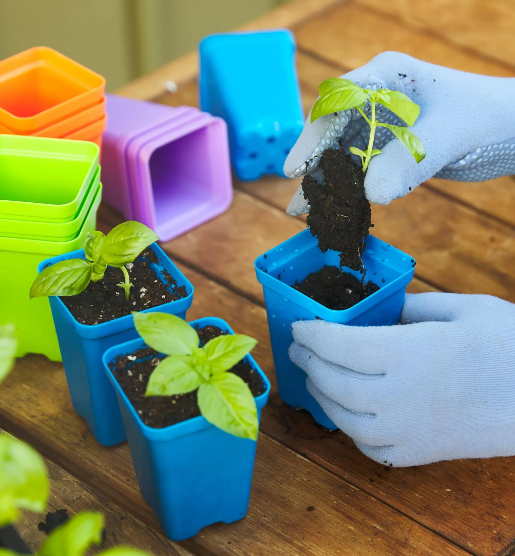 Hot 2 1/2" Multicolor Pots Seed Starting
