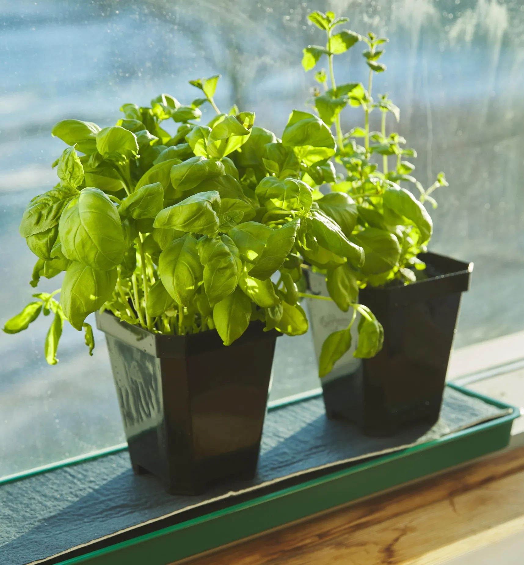 Best 5" Pots Seed Starting