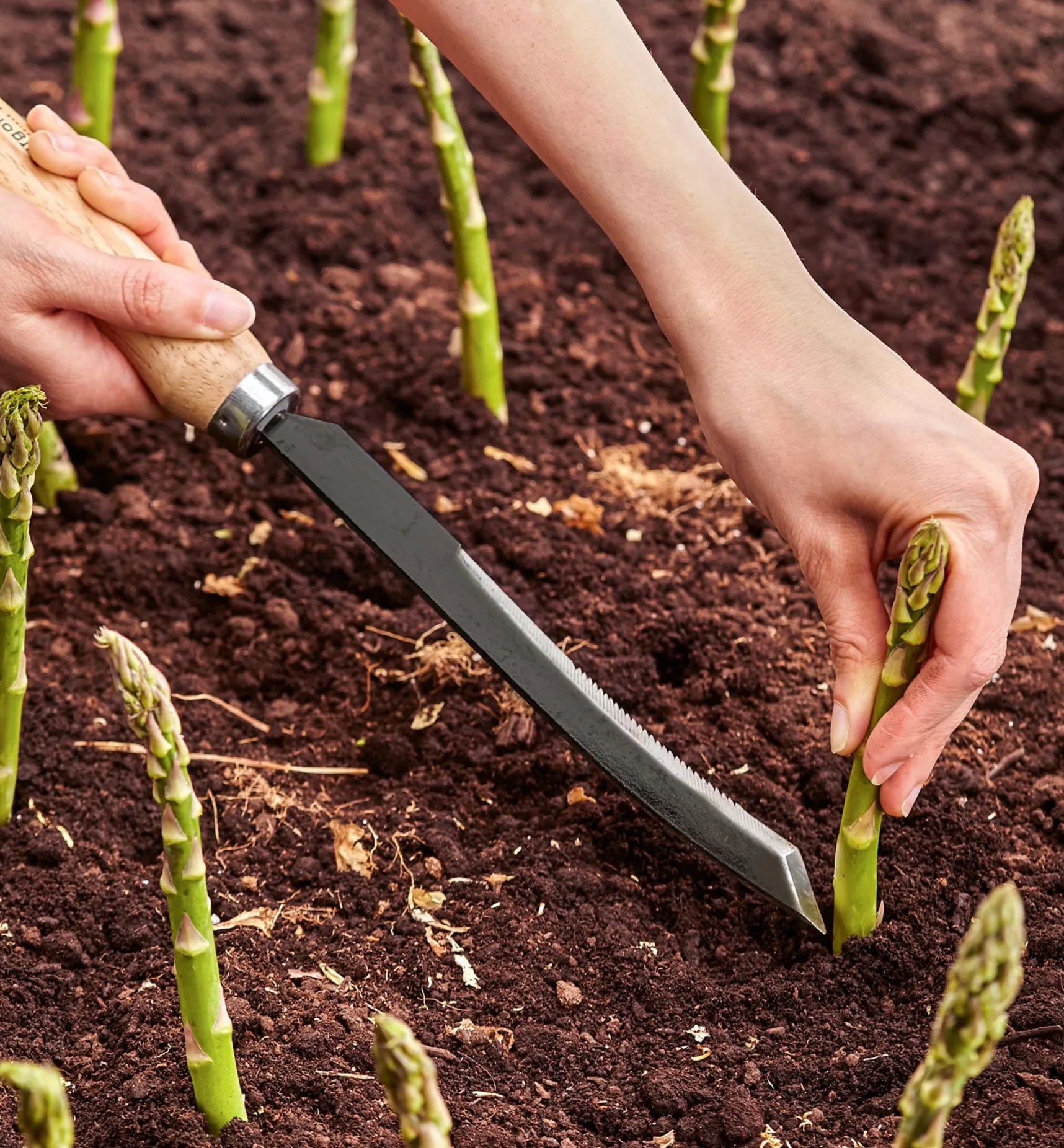 Hot Asparagus/Harvest Knife Harvesting