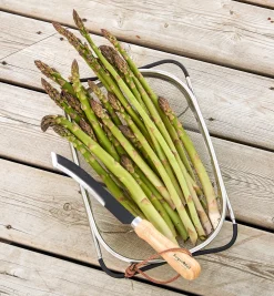 Hot Asparagus/Harvest Knife Harvesting