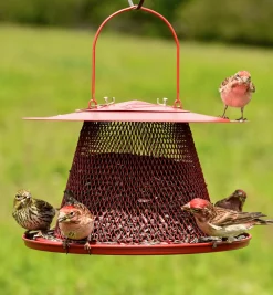 Sale Bird Feeding Set Birding