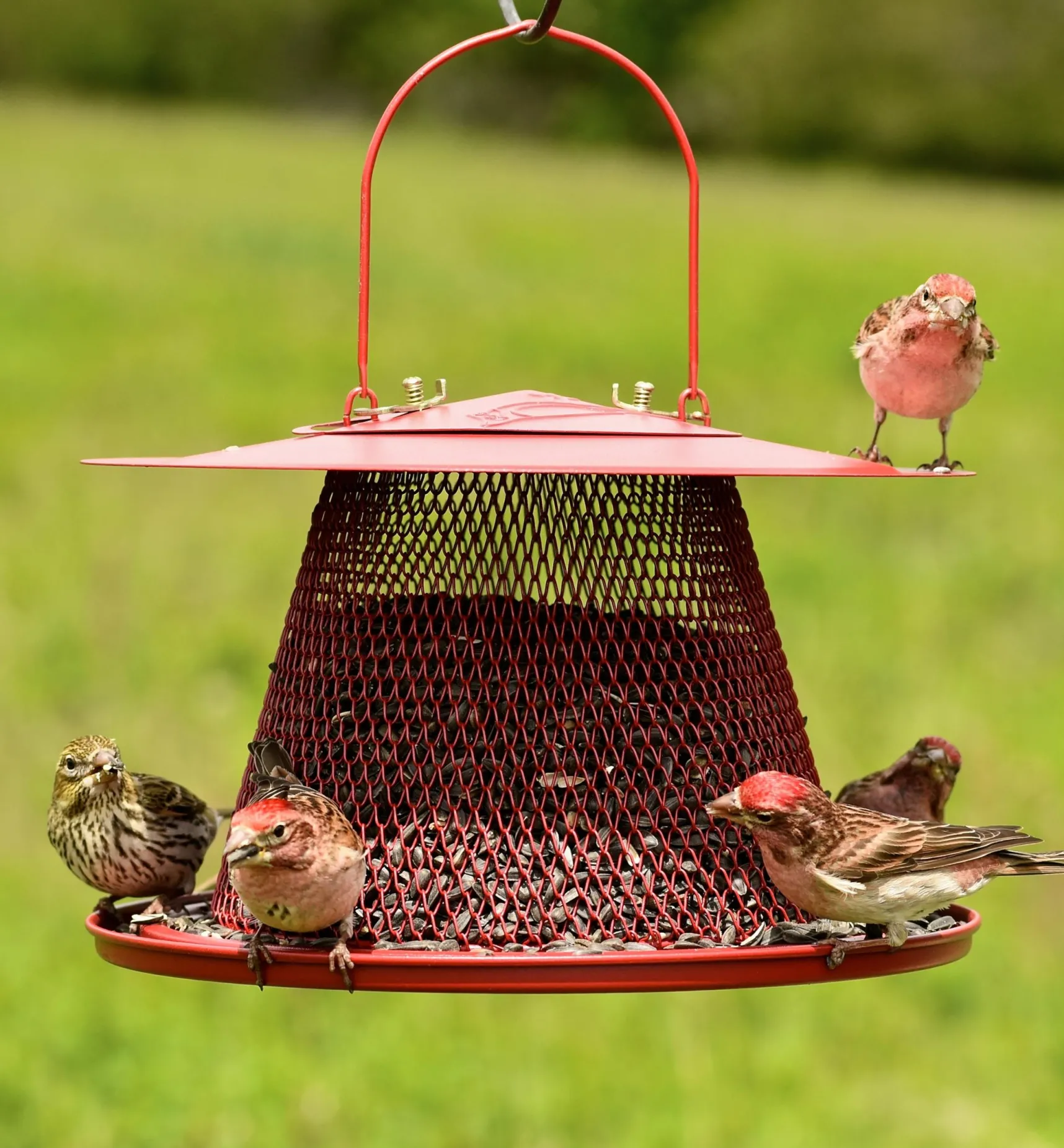 Sale Bird Feeding Set Birding