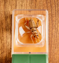 Online Bug Magnifier Office