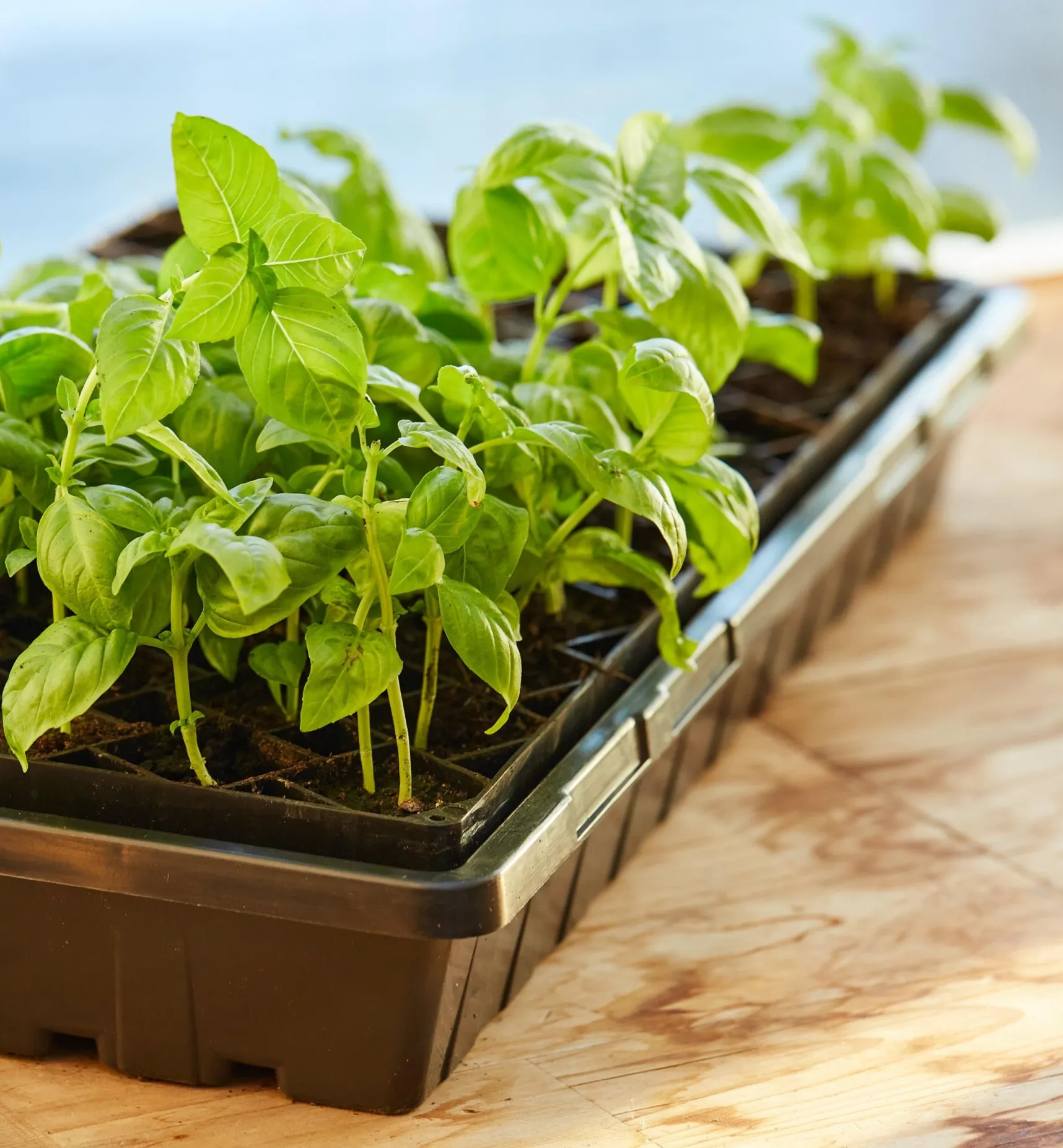 Hot 72-Cell Air-Pruning Seed Starter Seed Starting