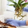New Clear Orchid Pots Indoor Gardening
