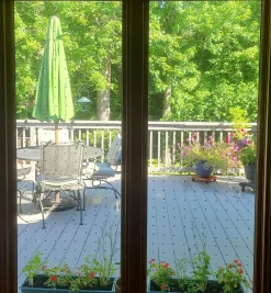 Best Feather Friendly Window Collision Tape Pest Control