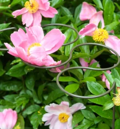 Discount Five-Ring Grow-Through Stake Stakes