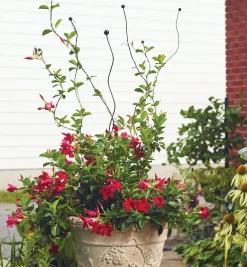 Best Flexible Garden Stake Stakes