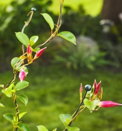 Best Flexible Garden Stake Stakes