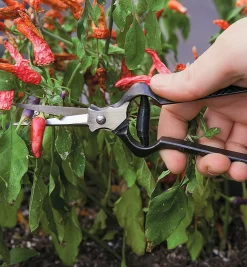 New Forged Flower Snips Harvesting