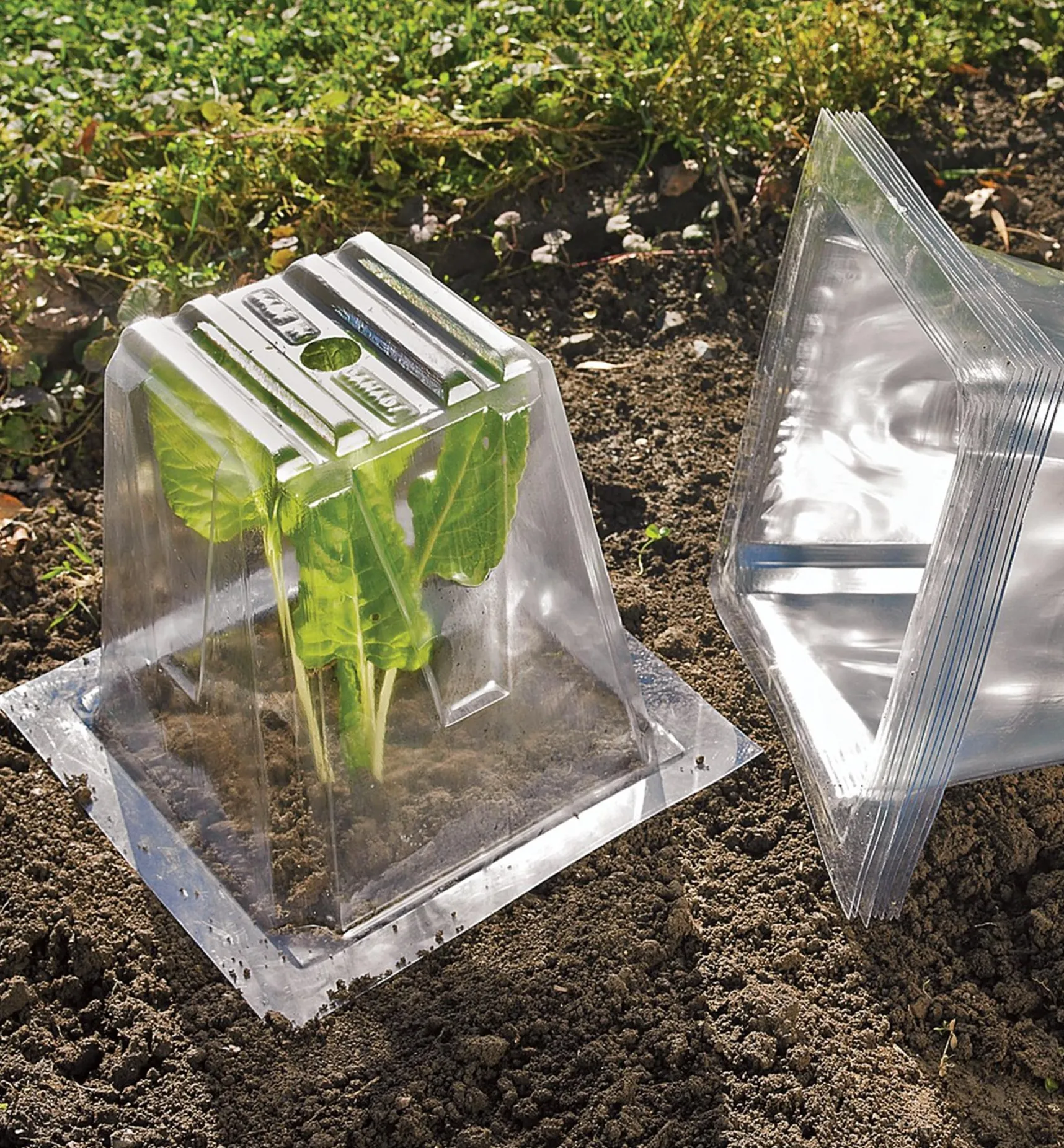 Hot Garden Cloches Plant Protection