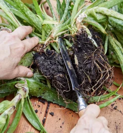 Best Garden Knives Weeding
