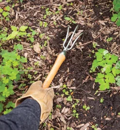 Online Mid-Length Three-Prong Cultivator Weeding