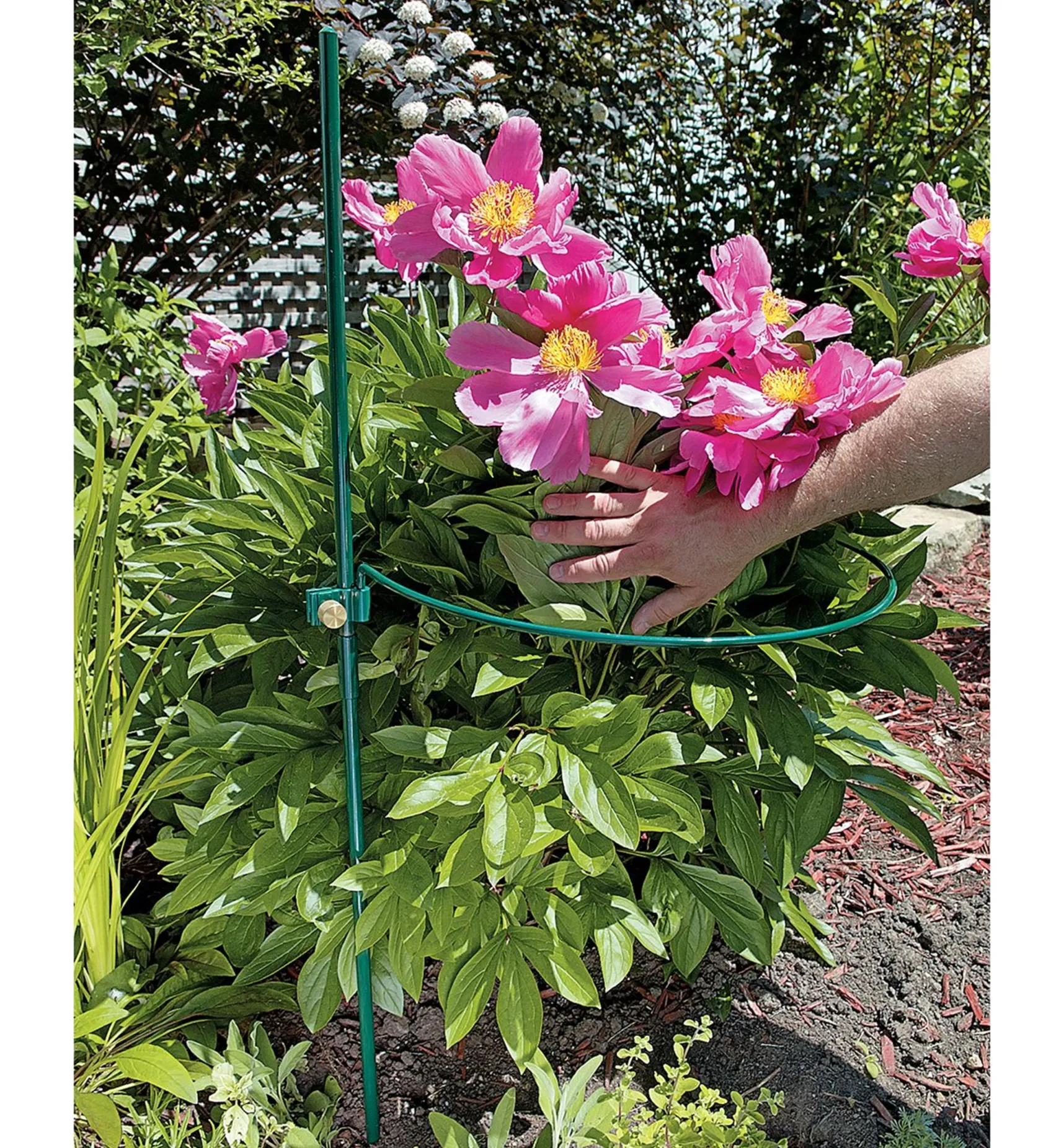Online Peony Support Stakes