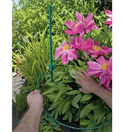 Online Peony Support Stakes