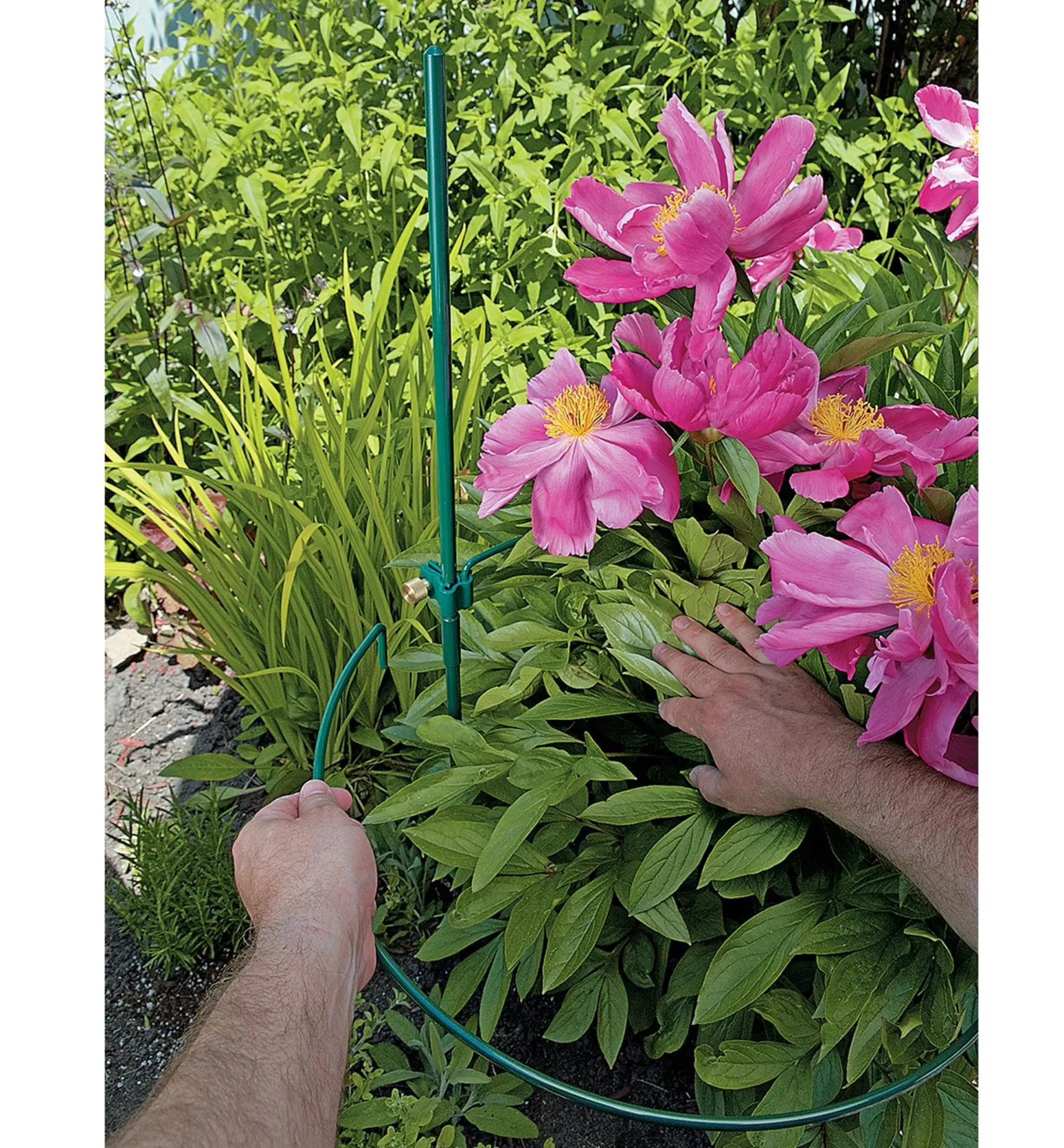 Online Peony Support Stakes