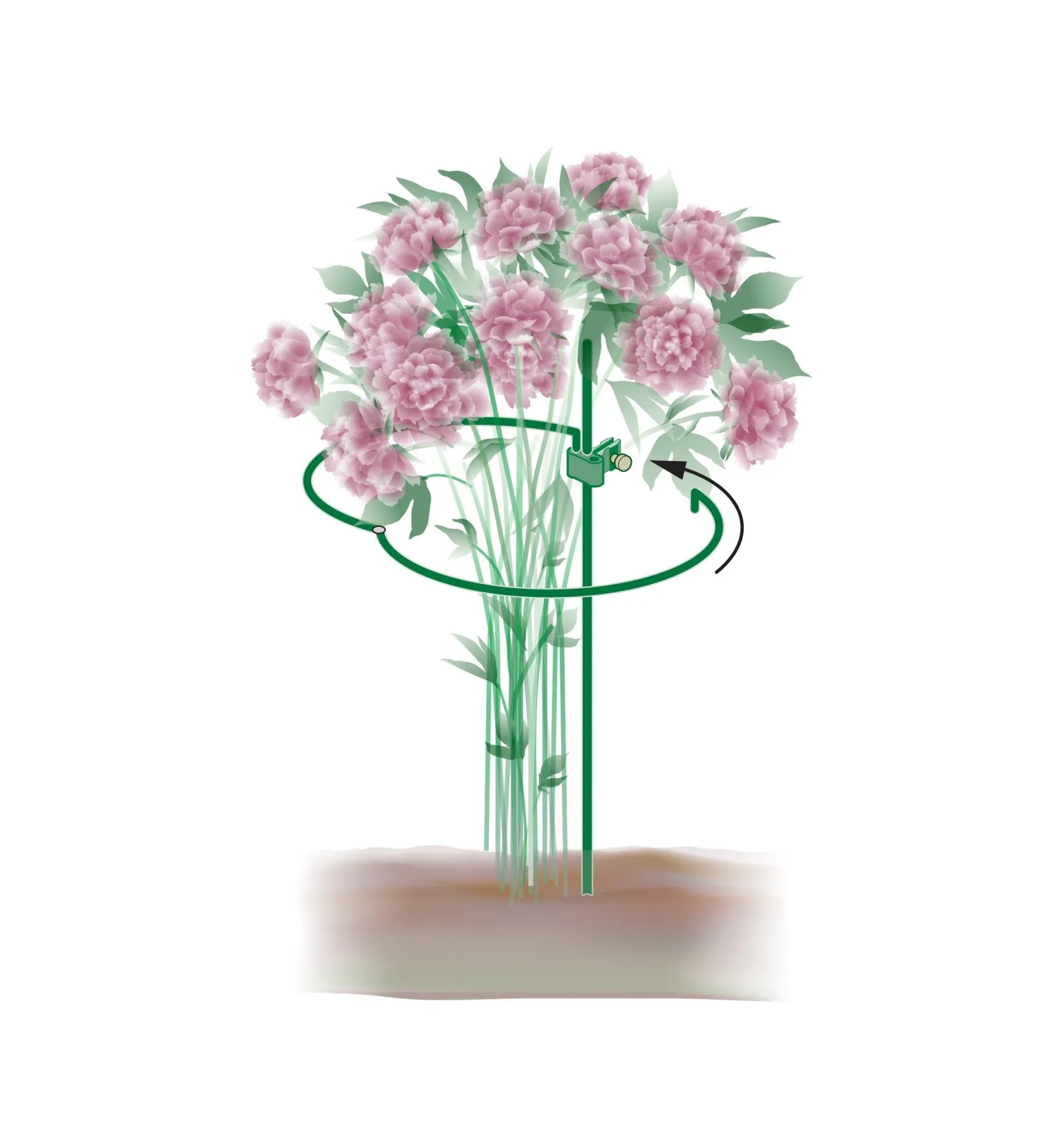 Online Peony Support Stakes