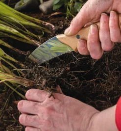 Clearance Root Knife Weeding