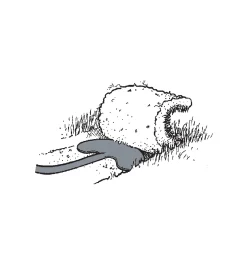 Best Sod Lifter Garden Care