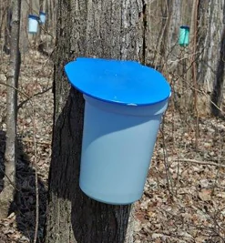 Best Maple Syrup Starter Kit Harvesting