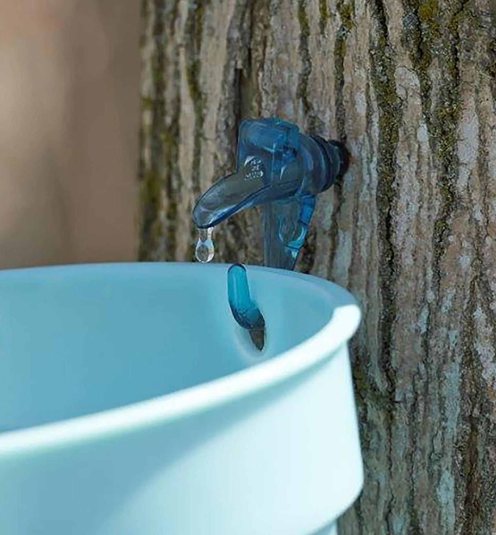 Best Maple Syrup Starter Kit Harvesting