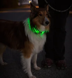 Hot NiteHowl LED Pet Neckband Personal Accessories