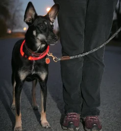 Hot NiteHowl LED Pet Neckband Personal Accessories