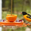 Hot Oriole Bird Feeder Birding