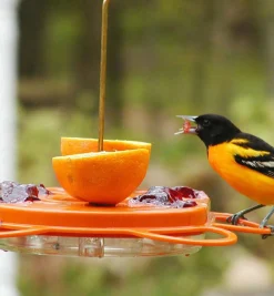 Hot Oriole Bird Feeder Birding