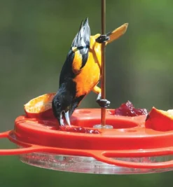 Hot Oriole Bird Feeder Birding