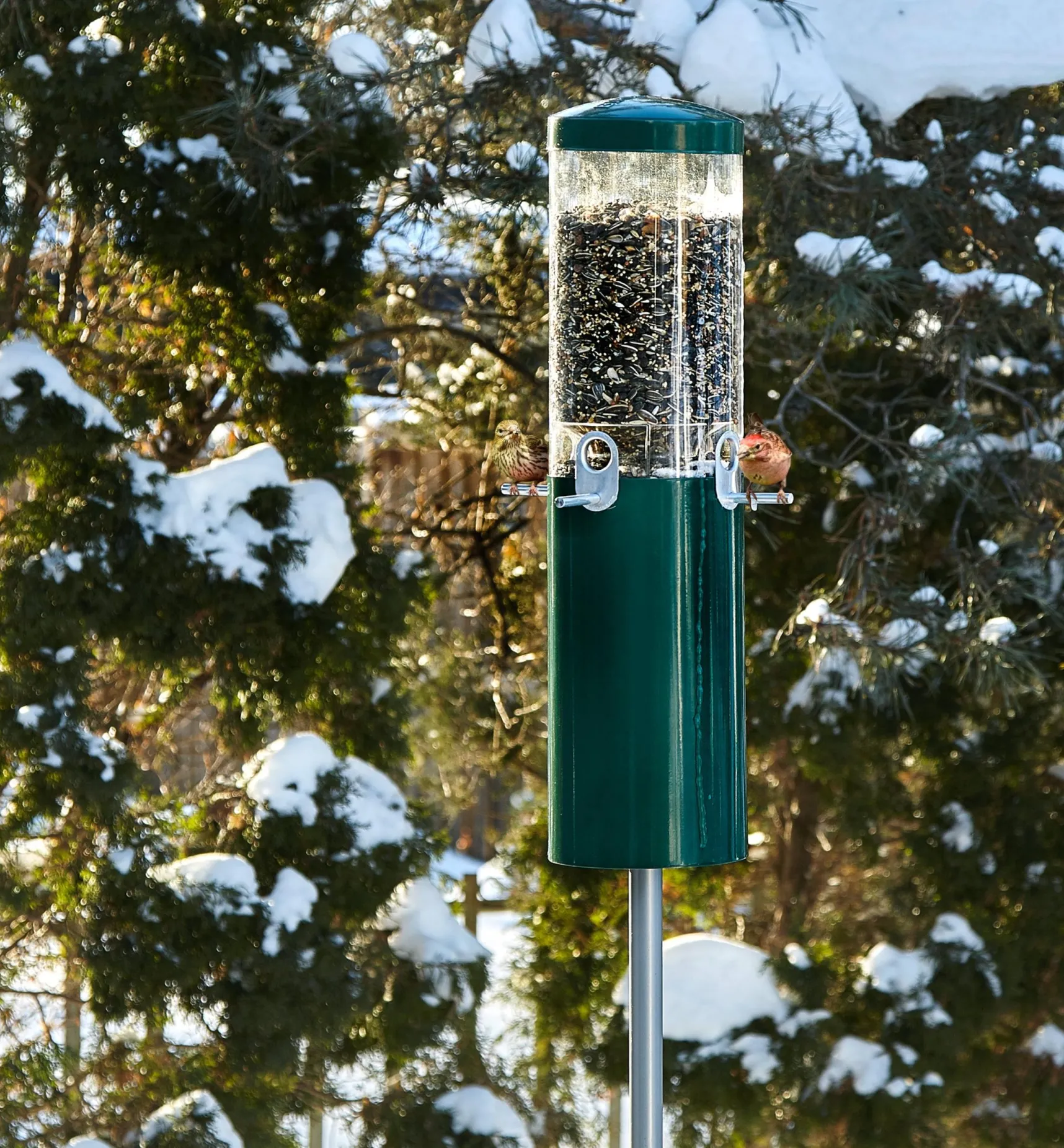 New Pole-Mounted Squirrel-Proof Bird Feeder Birding
