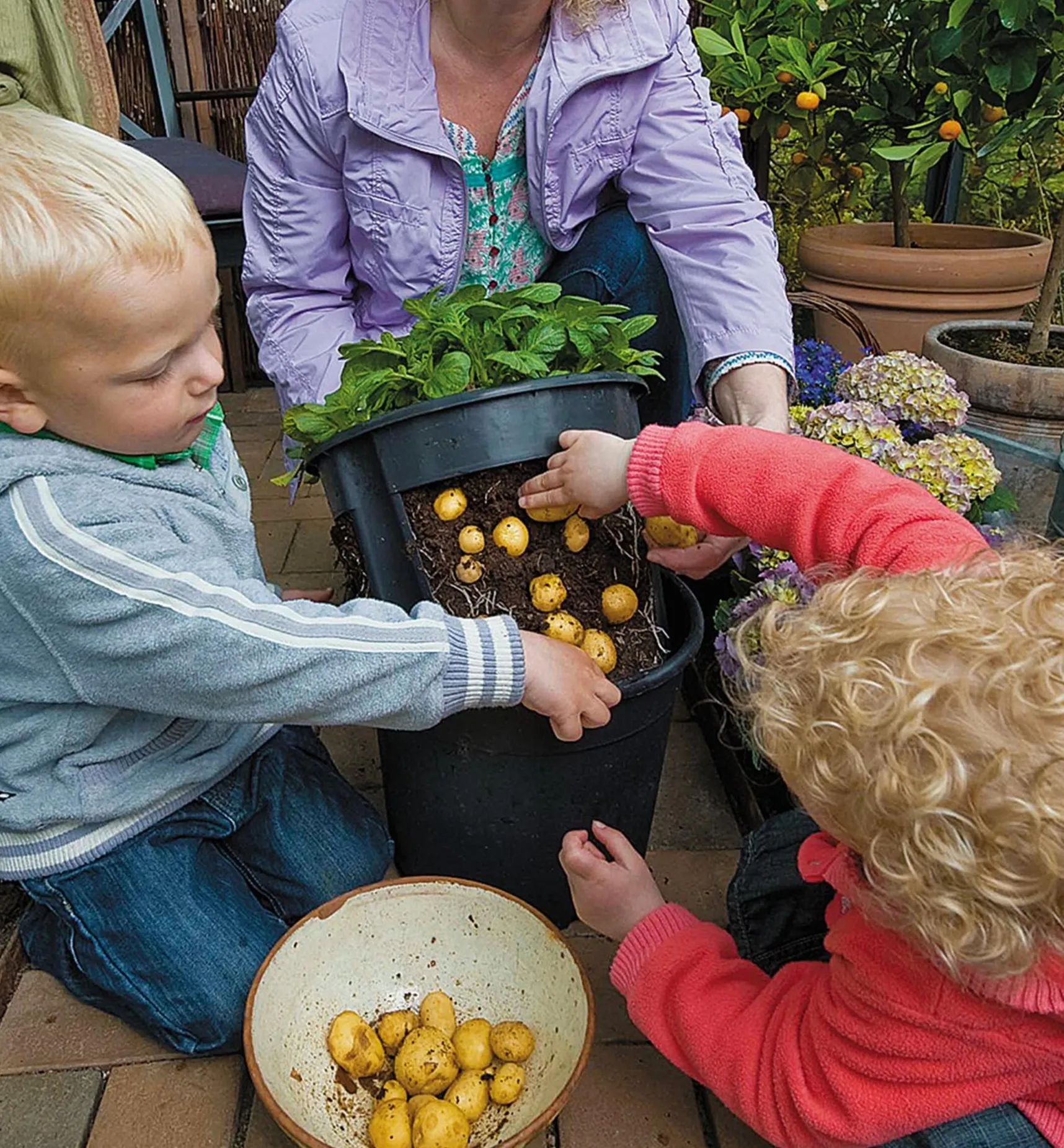 Best Potato Pot Harvesting