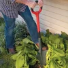 Clearance Radius Root-Cutter Transplant Spade Spades