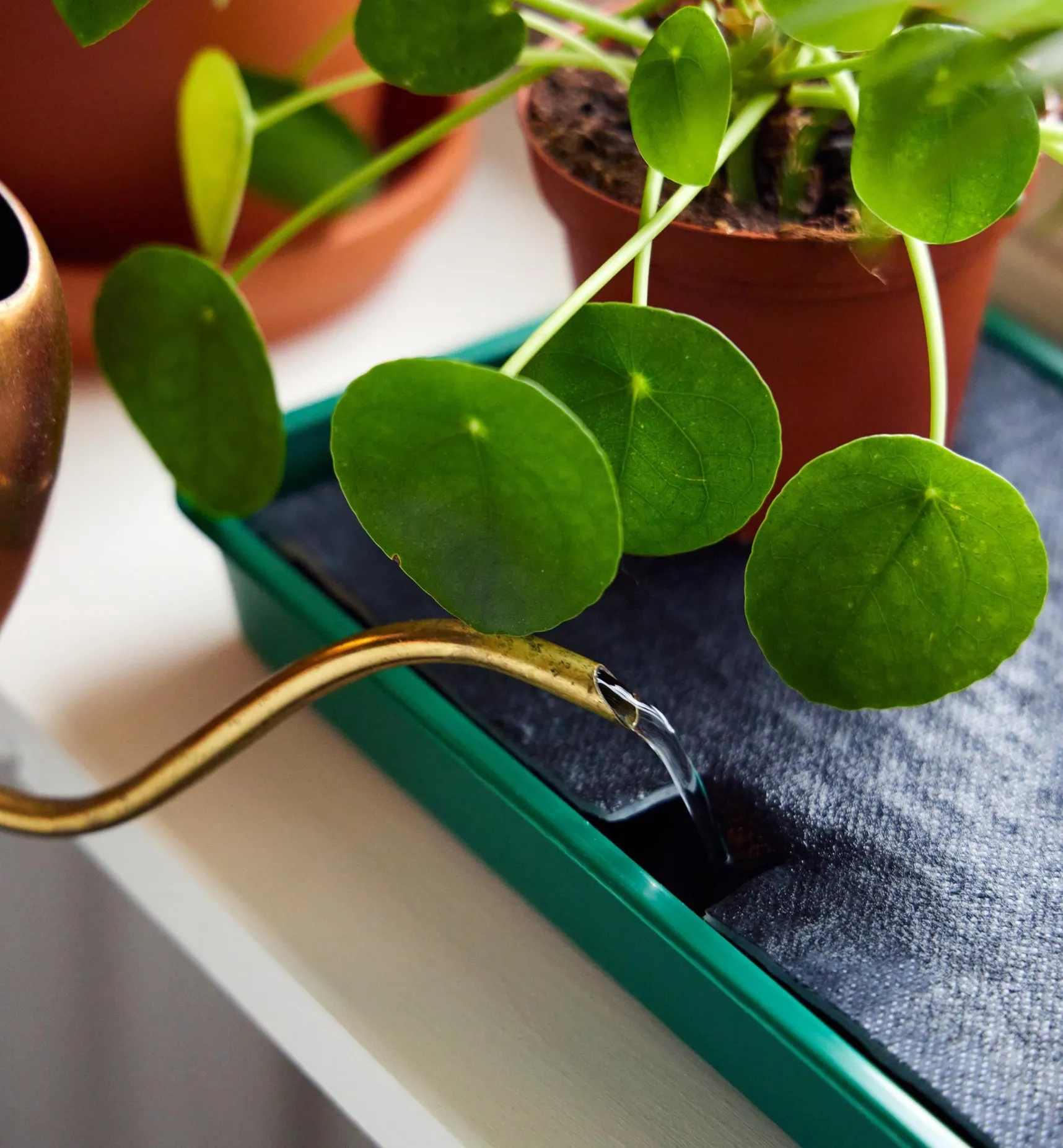 Best Self-Watering Windowsill Tray Indoor Gardening