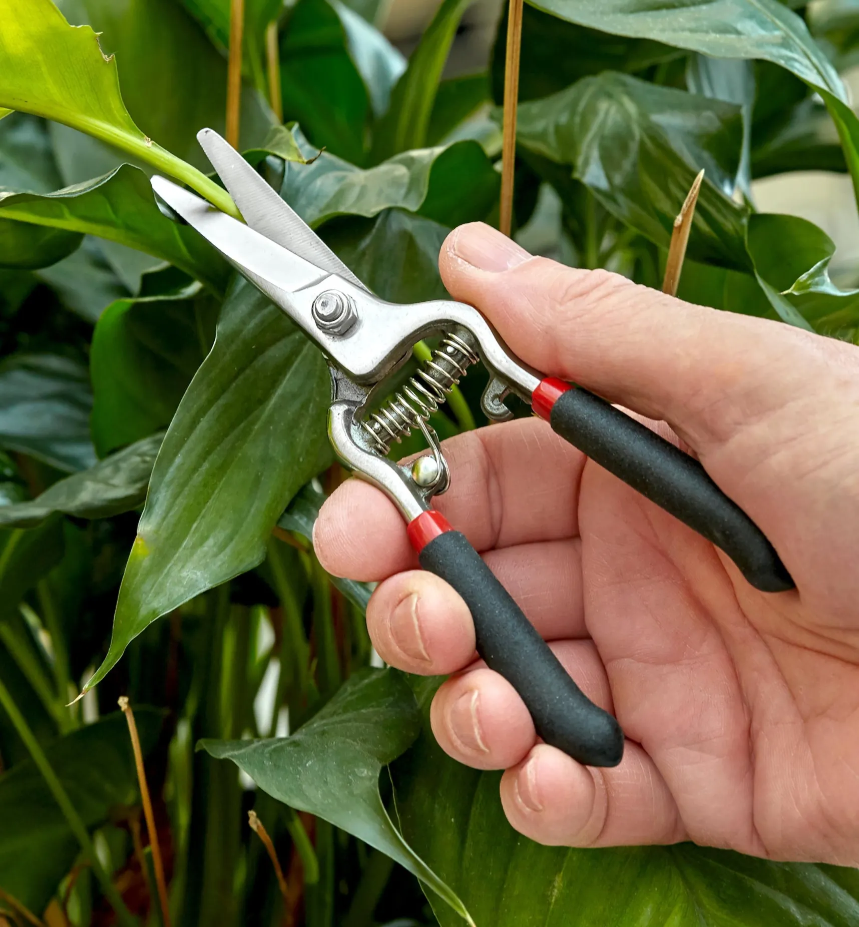 Sale Set Of 3 Stainless-Steel Pruning Tools Pruners