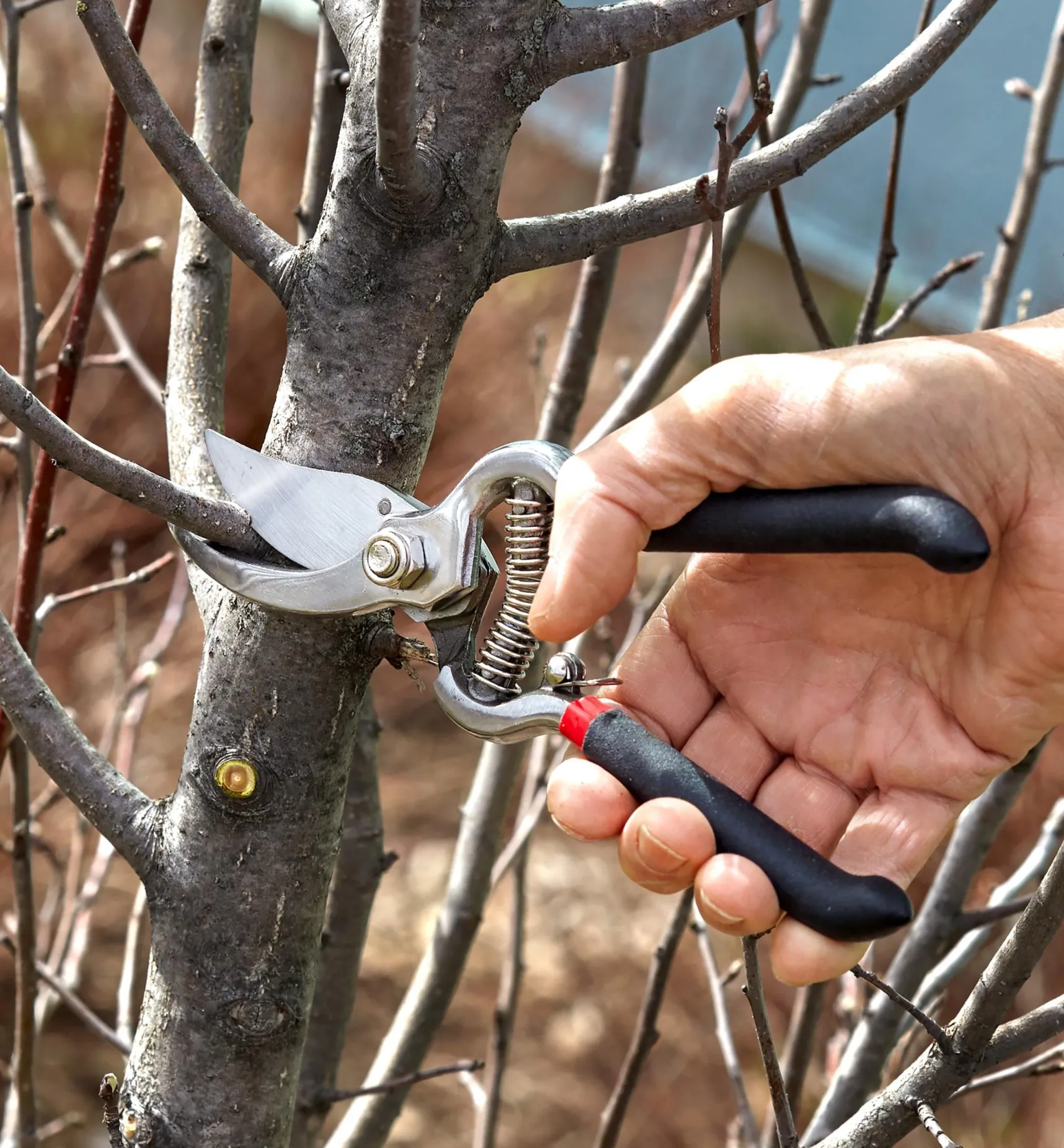 Sale Set Of 3 Stainless-Steel Pruning Tools Pruners