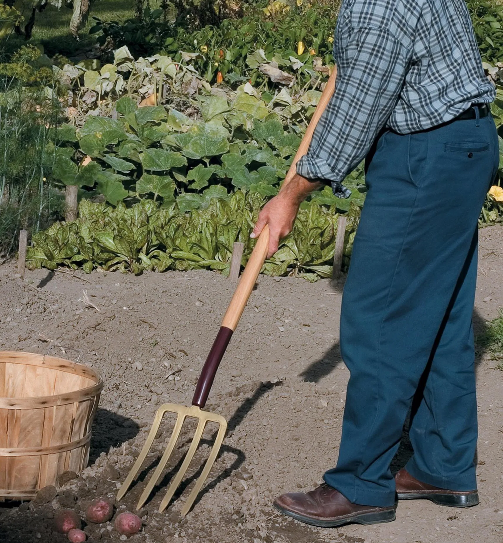 Clearance Spading Fork Harvesting