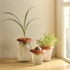 Discount Terra Cotta Seed Sprouters Propagation
