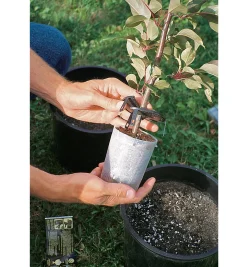 Hot The Rooter Pot Propagation