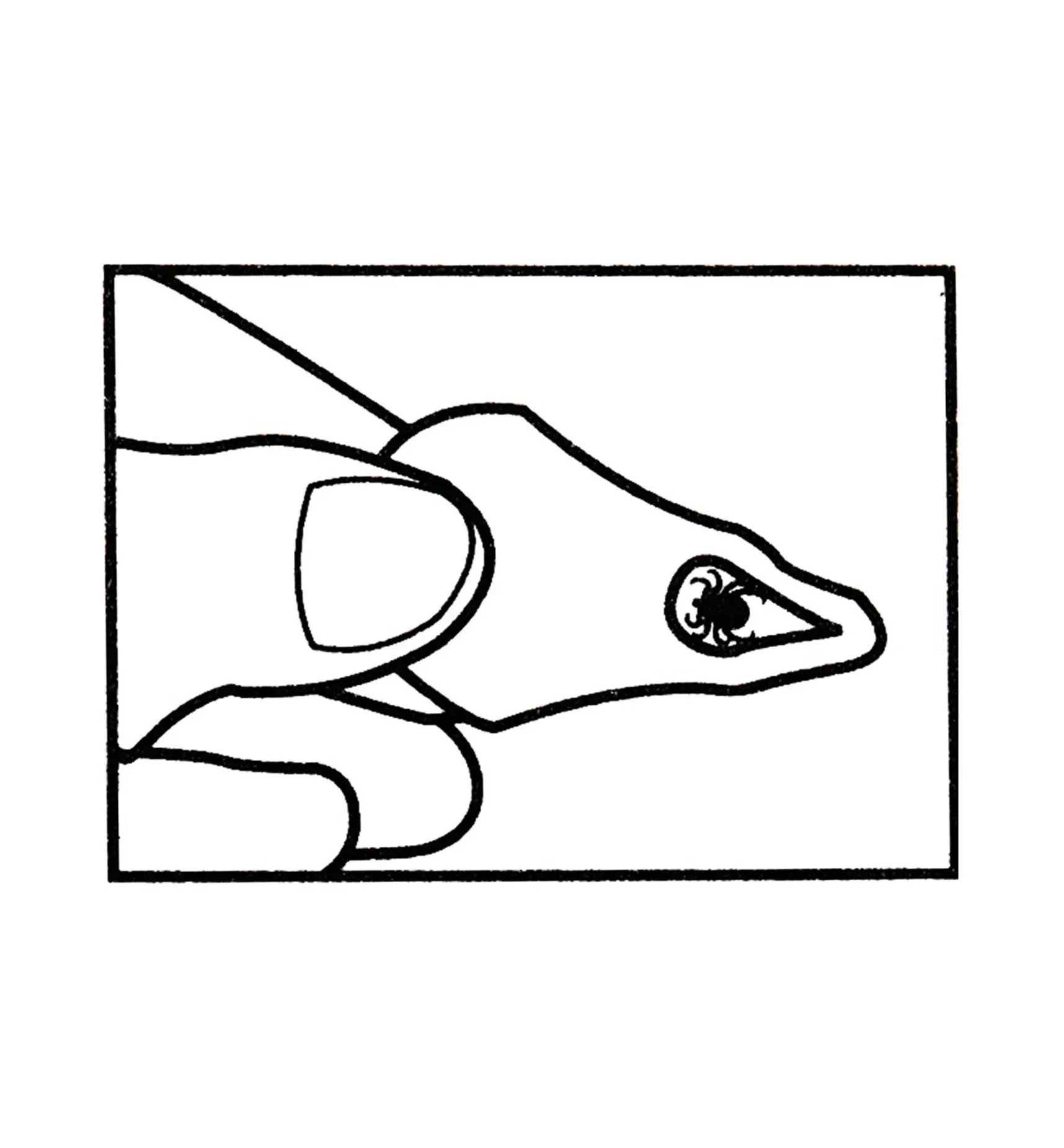 Best Tick Key Tick Remover Pest Control