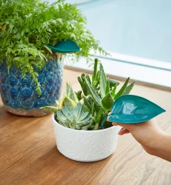 Clearance Watering Leaves Indoor Gardening