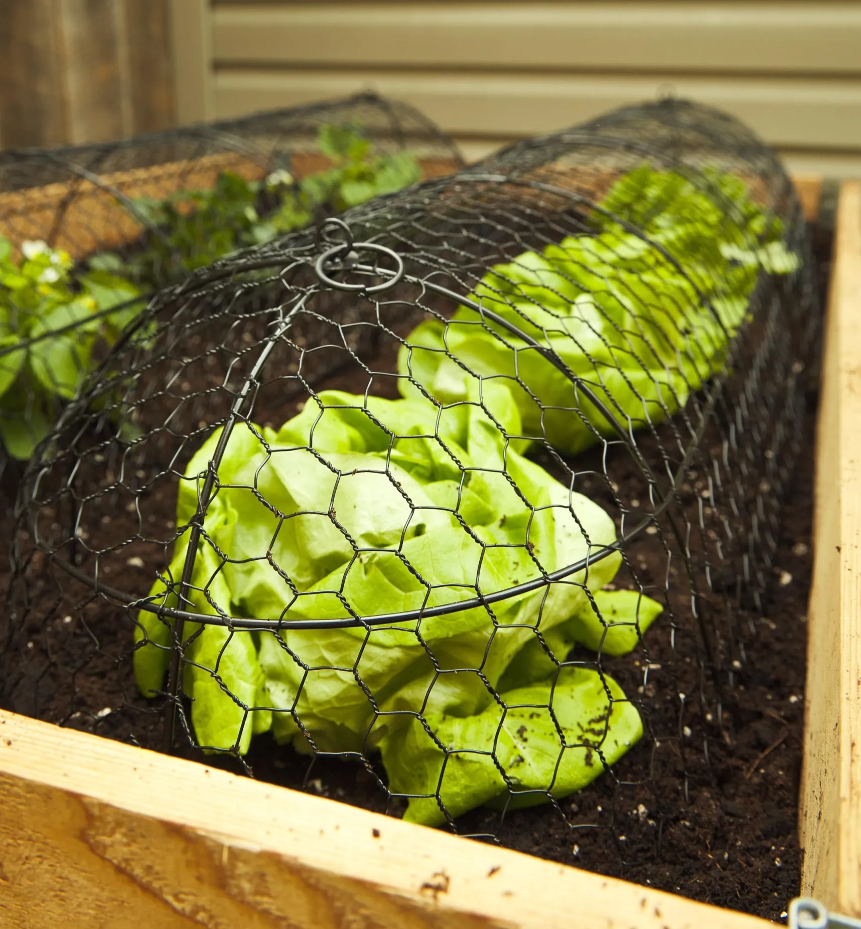 Best Wire Plant Protectors Plant Protection