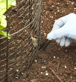 Best Wire Plant Protectors Plant Protection